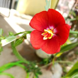 Close-up of red hibiscus flower