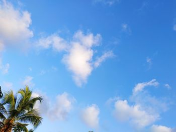 Low angle view of palm trees against blue sky