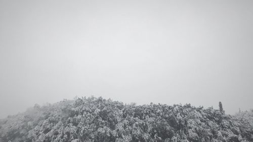 Low angle view of trees against clear sky