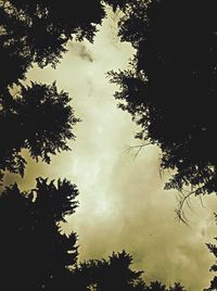 Low angle view of trees against cloudy sky