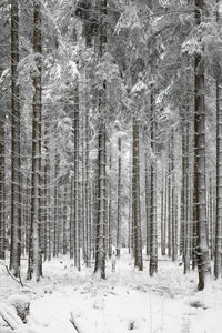 Snow covered land and trees in forest