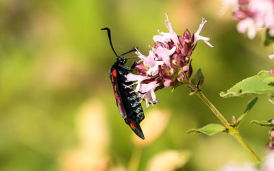 Close-up of butterfly pollinating on flower