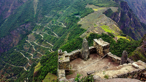 High angle view of plants on land
