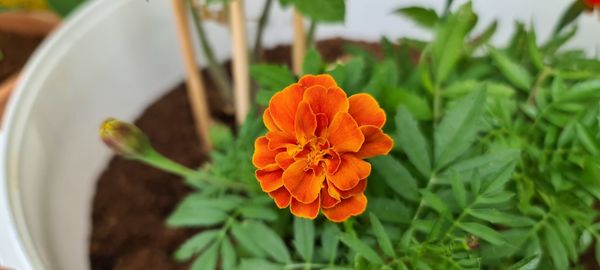 High angle view of orange flowering plant