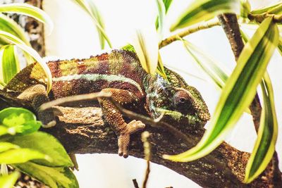 Close-up of snake on plant