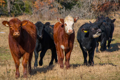 Cows standing in a field