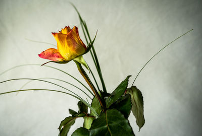 Close-up of leaf on plant