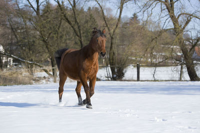 Beautiful brown mare running in wintry landscape
