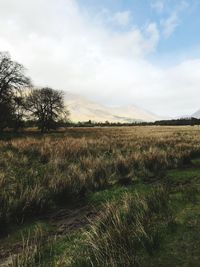 Scenic view of field against sky