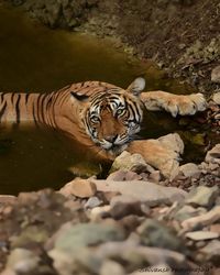 Tiger in a zoo