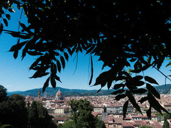 Trees and buildings against blue sky