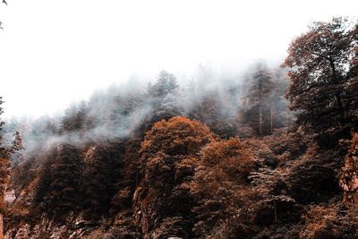 Trees in forest against sky