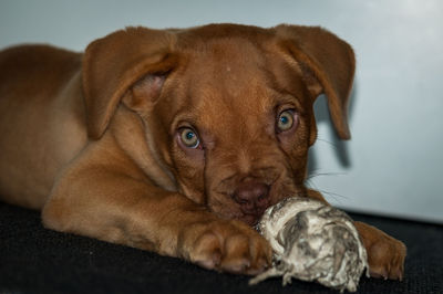 Close-up portrait of dog