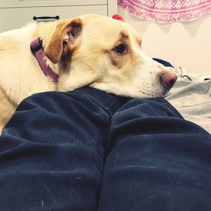 Close-up of dog resting on bed at home