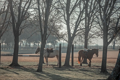 Horses on field