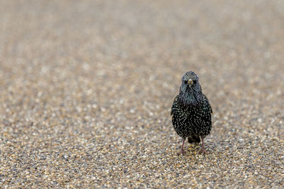 High angle view of bird on sand