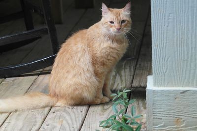 Portrait of cat sitting on wood