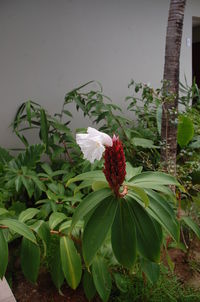 Close-up of flowers