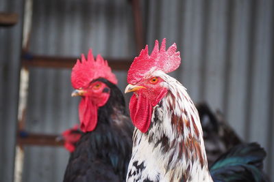 Close-up of rooster against blurred background