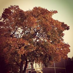 Low angle view of trees