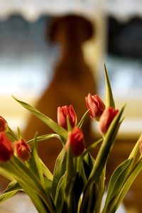 Close-up of red tulips at home