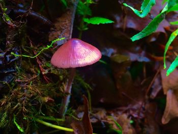 Close-up of fly agaric mushroom