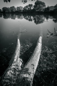 View of fish swimming in lake