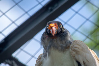 Close-up of a bird looking away