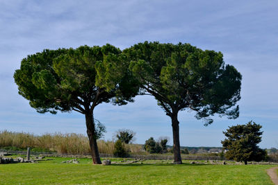 Trees on field against sky