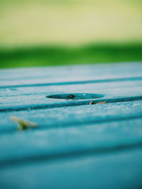 View of housefly on wooden surface