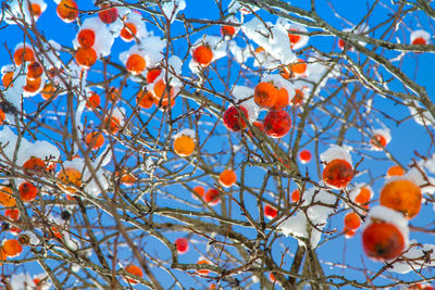 Persimmon tree with fruit on in snow during early winter.