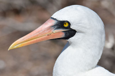 Close-up of a bird