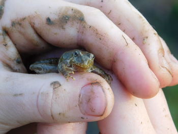 Cropped dirty hands holding frog