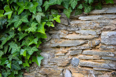 Close-up of ivy on wall