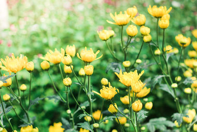 Close-up of yellow flowering plants on field