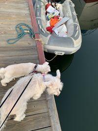 High angle view of dog on beach