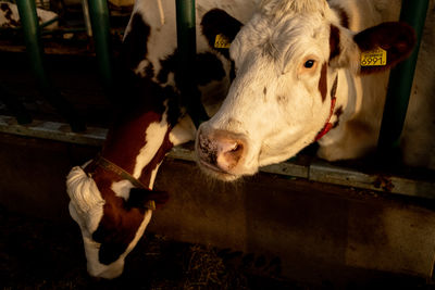 Close-up of cow