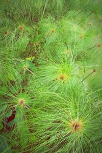 Full frame shot of green leaves