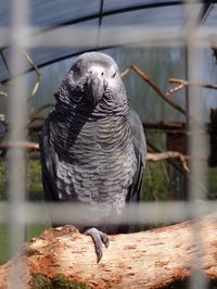 Close-up of bird perching on branch