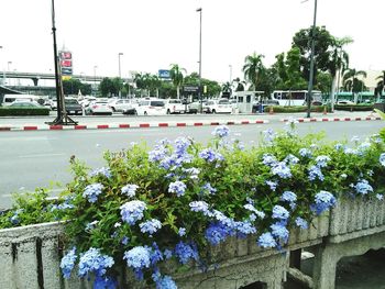 Flowers growing by road in city against sky