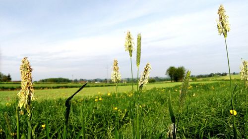 Crops growing on field against sky