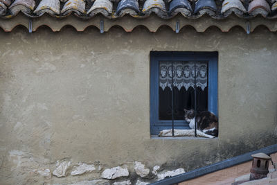 Cat looking through window of building