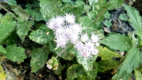 Close-up of white flowers