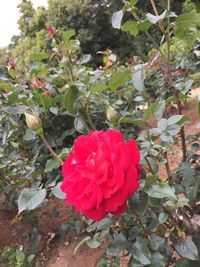 Close-up of red rose blooming outdoors