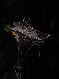 Close-up of dried autumn leaves against black background