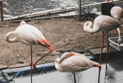 White birds perching on a lake