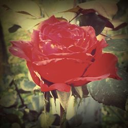 Close-up of red rose