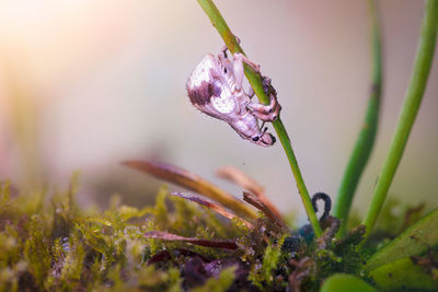plant