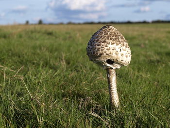 Close-up of parasol mushroom growing on field