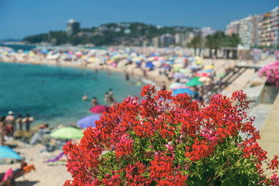 Close-up of flowers against sea